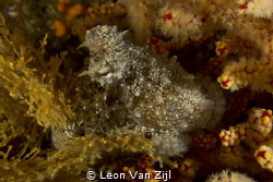 Juvenile Octopus in Hermanus South Africa by Leon Van Zijl 